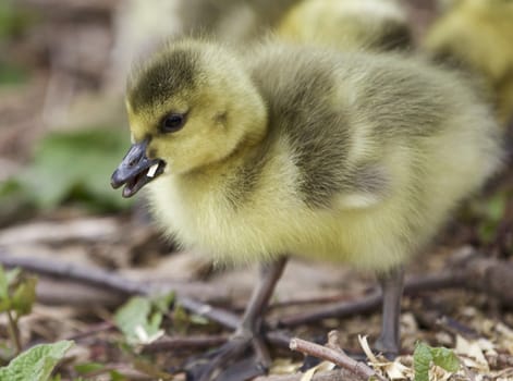 Beautiful background with a cute chick of Canada geese