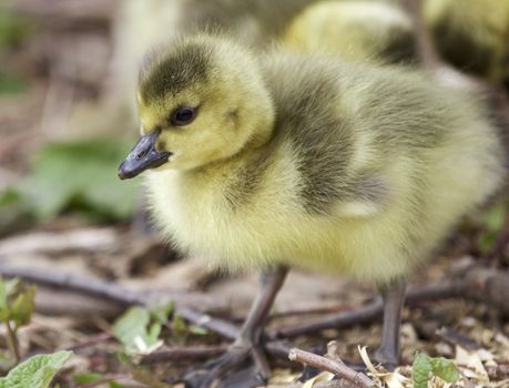 Beautiful isolated image with a cute chick of Canada geese