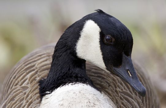 Beautiful portrait of a cute Canada goose