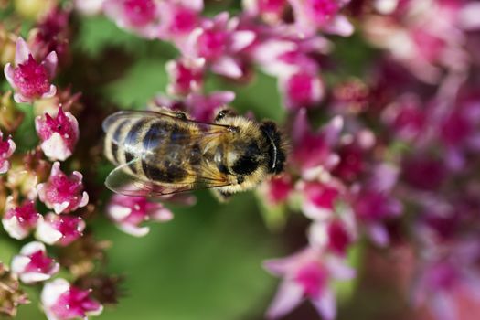 Bee on a flower of the Sedum (Stonecrop) in blossom. Macro of honey bee (Apis) feeding on pink (rose) flower