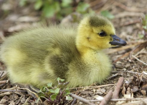 Beautiful picture with a cute chick laying on the grass