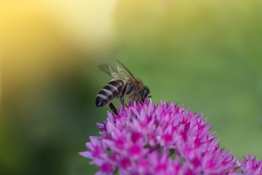 Bee on a flower of the Sedum (Stonecrop) in blossom. Macro of honey bee (Apis) feeding on pink (rose) flower