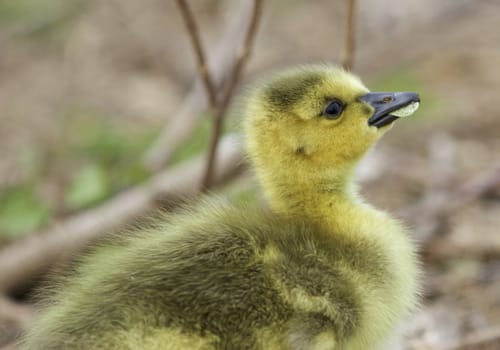 Beautiful portrait of a cute funny chick