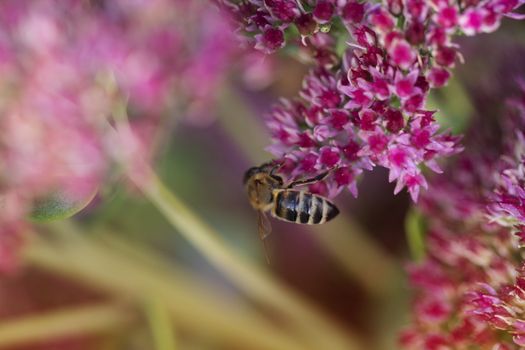 Bee on a flower of the Sedum (Stonecrop) in blossom. Macro of honey bee (Apis) feeding on pink (rose) flower