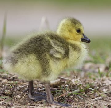 Beautiful isolated photo of a cute chick of Canada geese