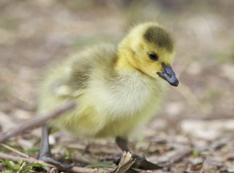 Beautiful background with a cute chick of Canada geese