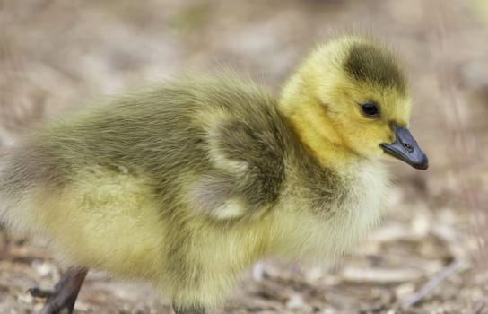 Beautiful isolated image with a cute chick of Canada geese
