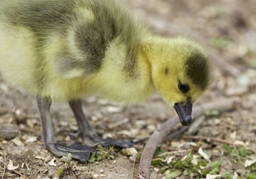Beautiful isolated photo of a chick of Canada geese found something interesting