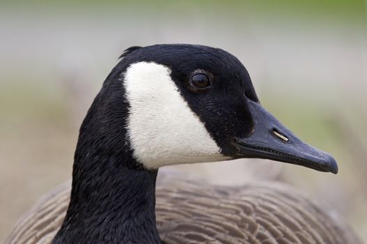 Beautiful isolated photo of a Canada goose