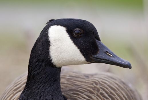 Beautiful portrait of a funny Canada goose