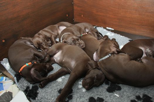 German shorthaired pointer puppies, 8 weeks old, solid liver