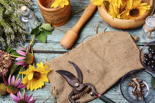 set of collected herbs and flowers for medicinal purposes