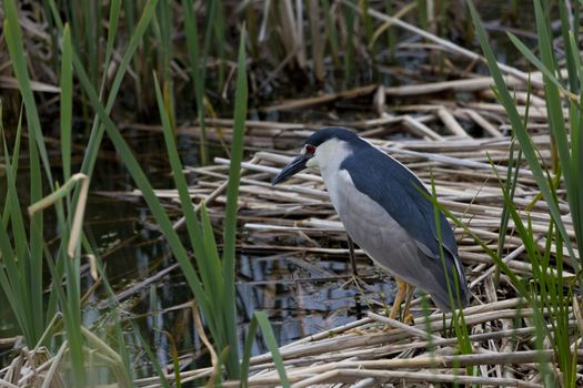 Solitary black crowned night heron stands on marsh reeds in Farmington Bay Waterfowl Management Area, part of Great Salt Lake Western Hemisphere Shorebird Reserve, Utah.  Bird is alert with red eye and field identification marks visible in horizontal photograph. 