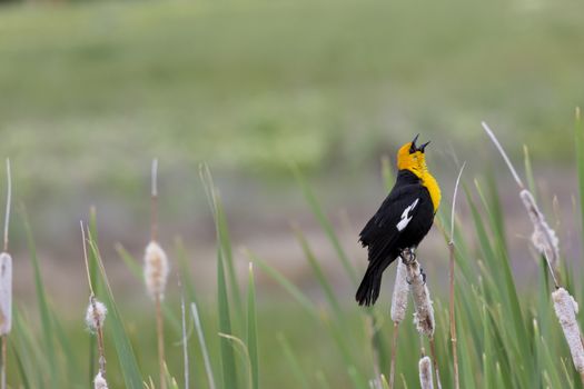 Exuberant song of yellow headed blackbird perched on cat tail stem at Farmington Bay, Utah. Horizontal image with copy space. 