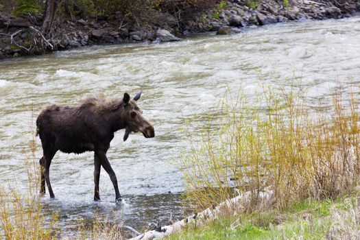 Young moose steps from river that runs outside East Gate of Yellowstone National Park in Wyoming, USA.  