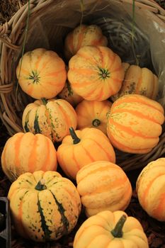 Various sorts of pumpkins for fall decorations