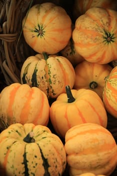 Various sorts of pumpkins for fall decorations