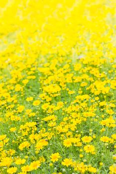 Closeup small yellow flowers field,Dahlberg daisy, Gold carpet