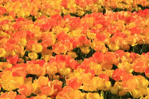 Yellow and orange tulips in a sunny field