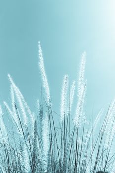 Imperata cylindrica Beauv of Feather grass in nature