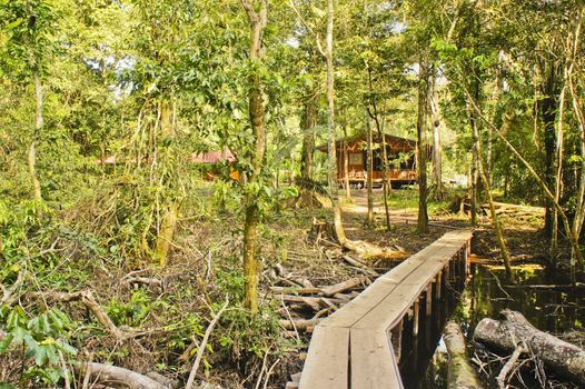 Amazon Basin, Peru, South America