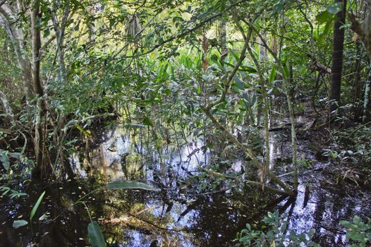 Amazon Basin, Peru, South America