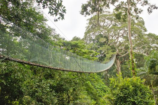 Amazon Basin, Peru, South America