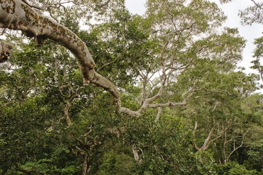 Amazon Basin, Peru, South America