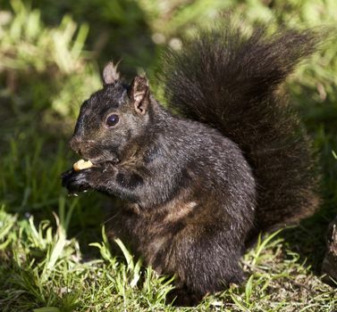 Beautiful isolated photo of a black squirrel