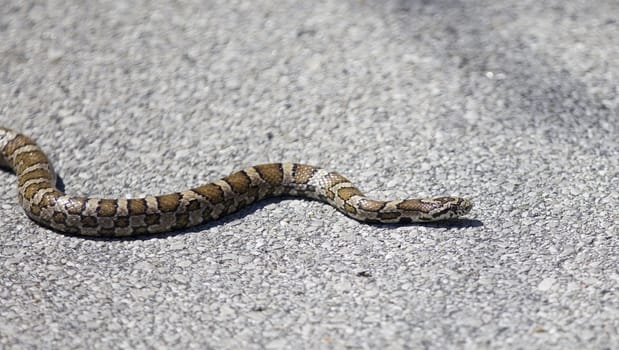 Beautiful isolated photo of a snake on a road