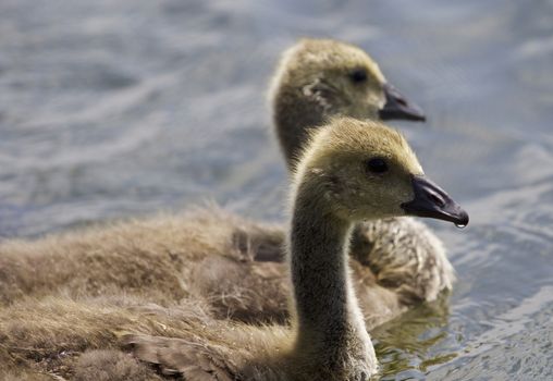 Beautiful isolated photo of chicks of the Canada geese swimming in the lake