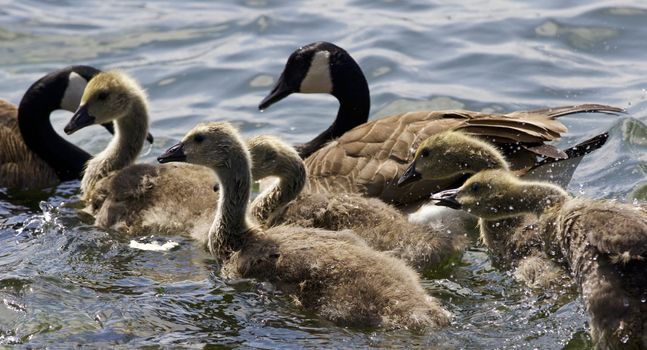 Beautiful isolated photo of chicks of the Canada geese swimming in the lake