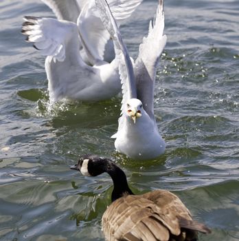 Beautiful isolated photo of the gulls