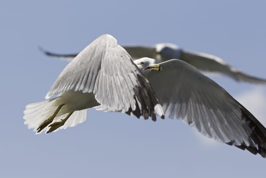 Beautiful isolated photo of the gulls