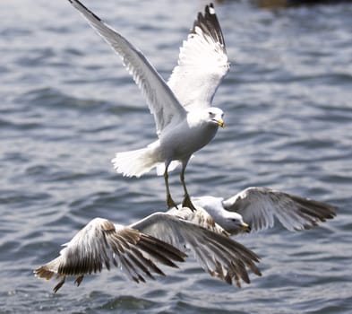 Beautiful isolated photo of the gulls