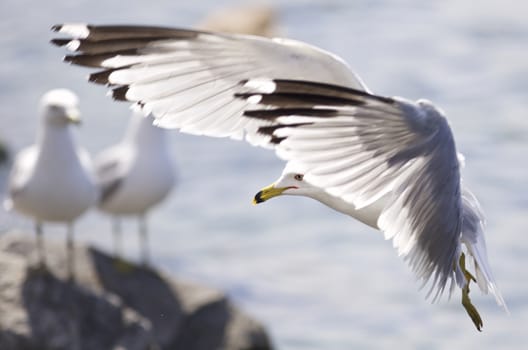 Beautiful isolated photo of the gulls