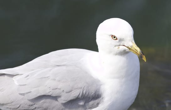 Beautiful isolated photo of a gull