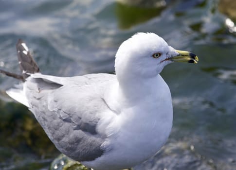 Beautiful isolated photo of a gull