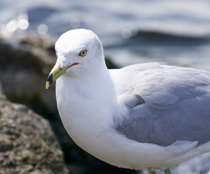 Beautiful isolated photo of a gull