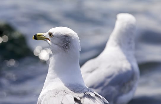 Beautiful isolated photo of the gulls