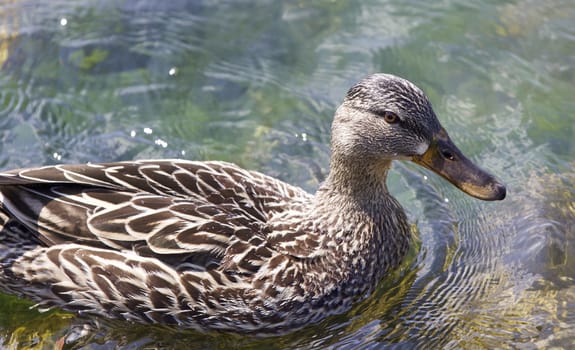 Beautiful isolated image of a funny duck