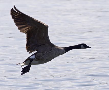 Beautiful isolated photo of a Canada goose taking off from the water
