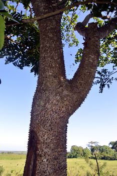 trunk of a tree with shapes of tip nails