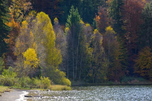 Autumn with the yellow foliage on Lake Saint Ann