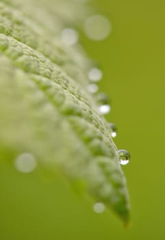 Leaves with drops of rain water