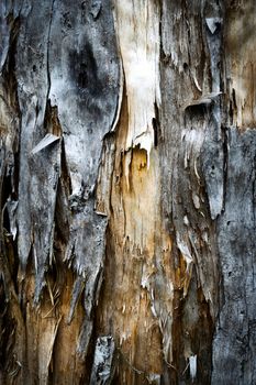 abstract background or texture frayed old weathered wood