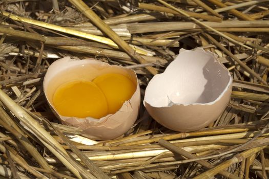 broken egg with two yolk on straw