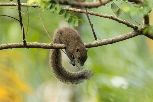A wild squirrel  (Callosciurus notatus) of Malaysia balancing itself on a branch