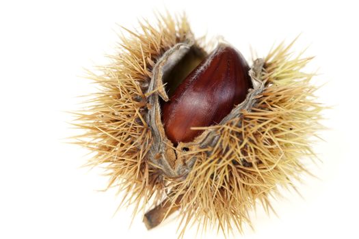 sweet chestnuts inside opening on white background
