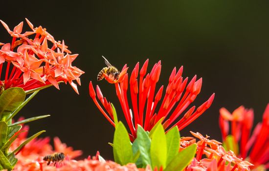 Bee collecting nectar and pollen from exora flower